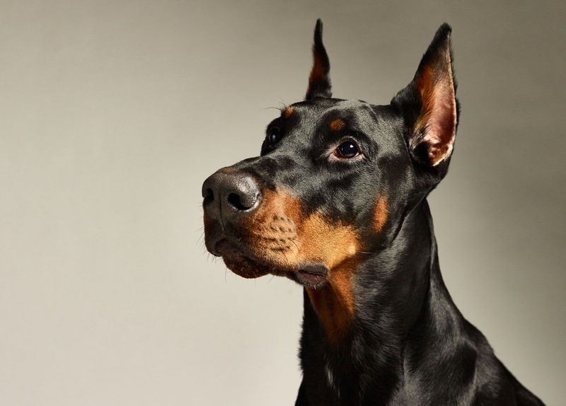 Doberman’s Alertness