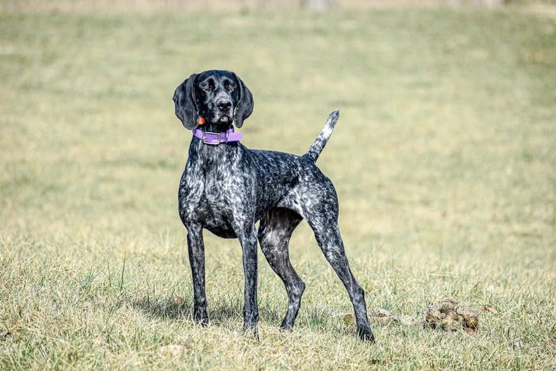 German Shorthaired Pointer