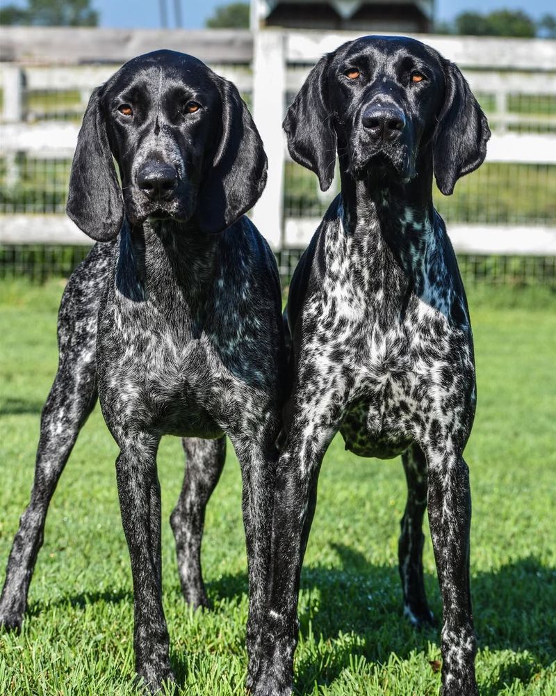 German Shorthaired Pointer