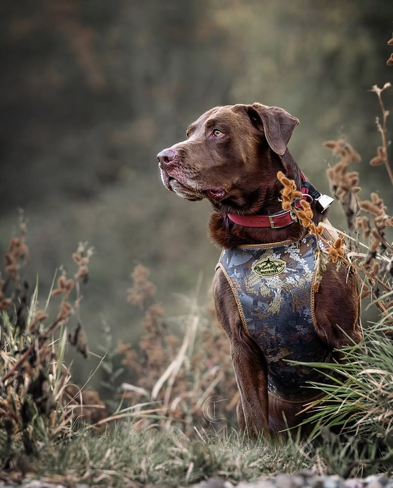 German Shorthaired Pointer