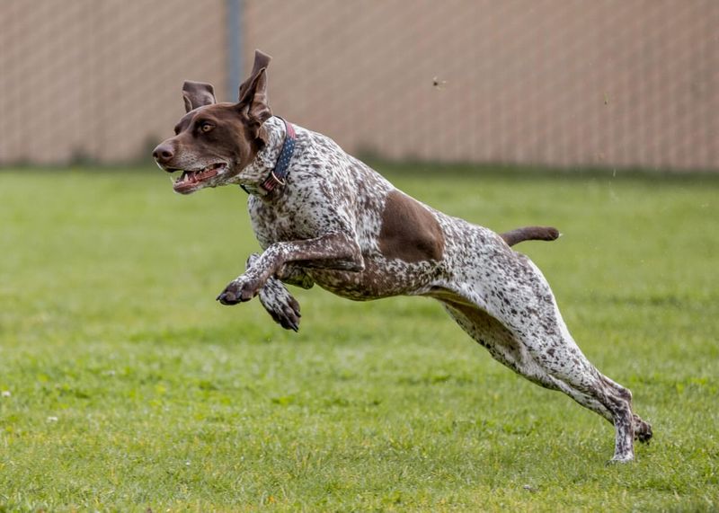 German Shorthaired Pointer