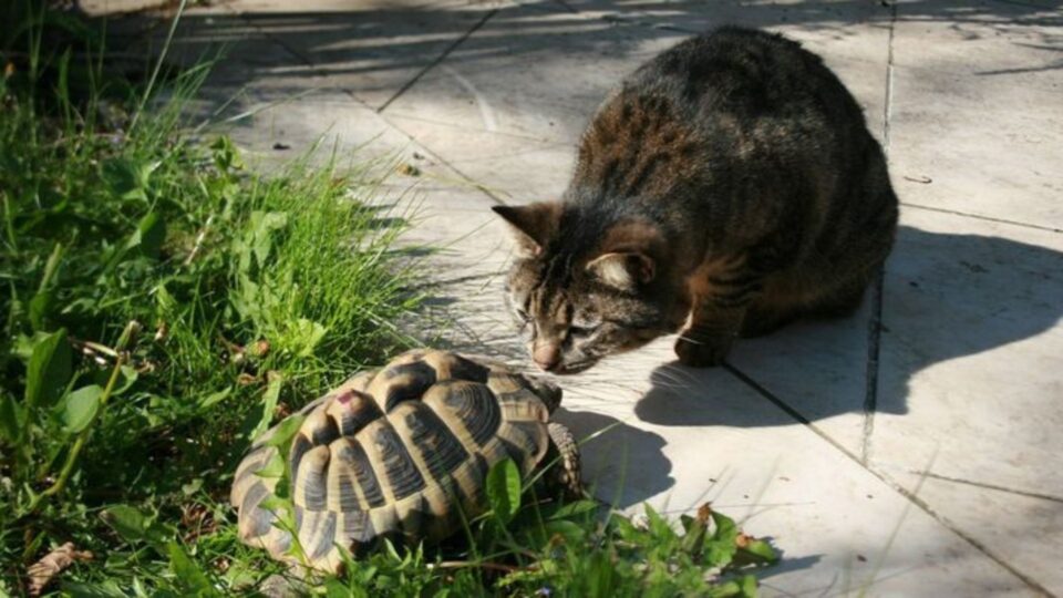Getting These 14 Pets Might Be A Mistake If You Already Have A Cat