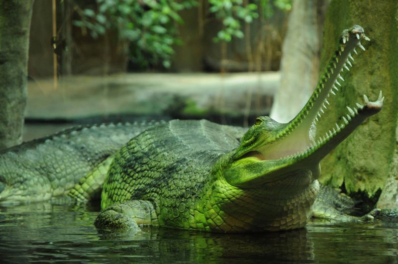 Gharial