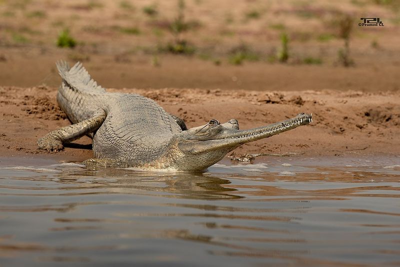 Gharial - The Fish-Eating Specialist