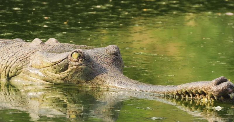 Gharial