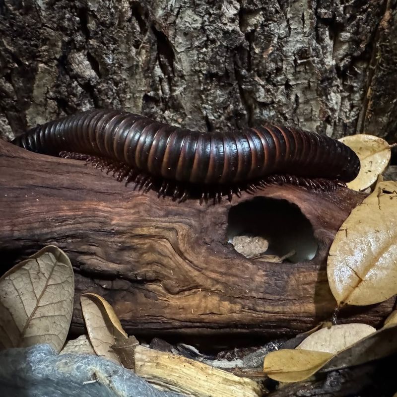 Giant African Millipede