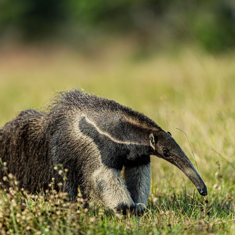 Giant Anteater