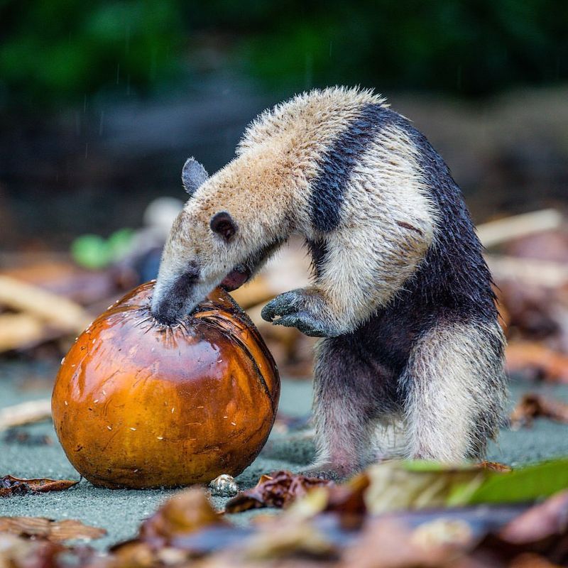 Giant Anteater