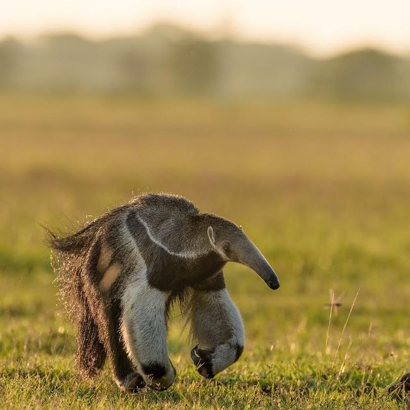 Giant Anteater