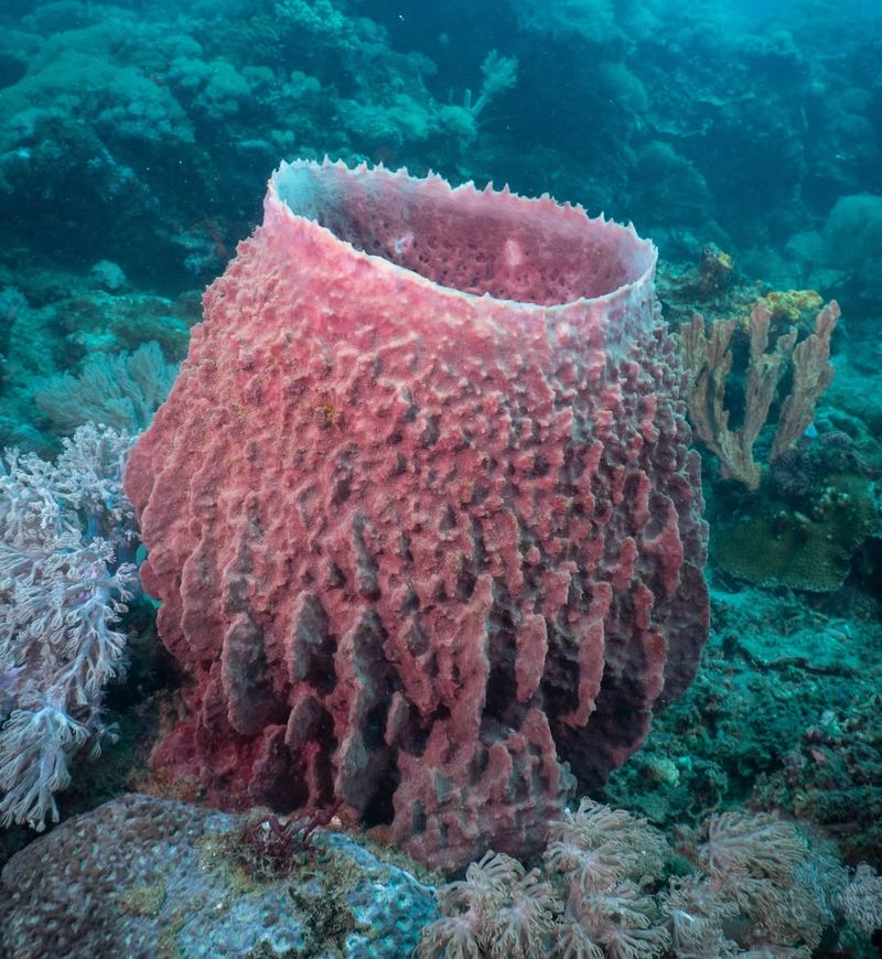 Giant Barrel Sponge