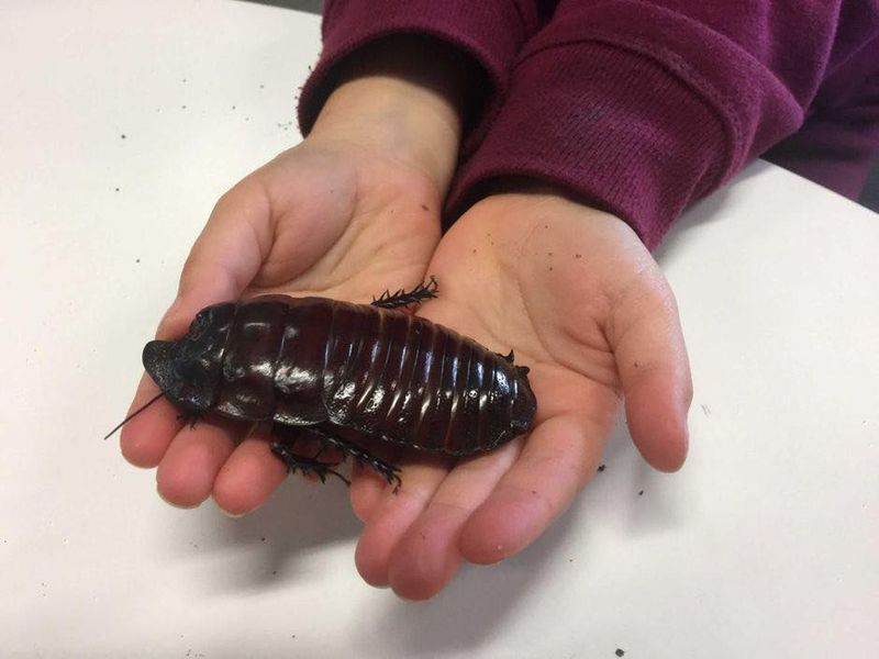 Giant Burrowing Cockroach