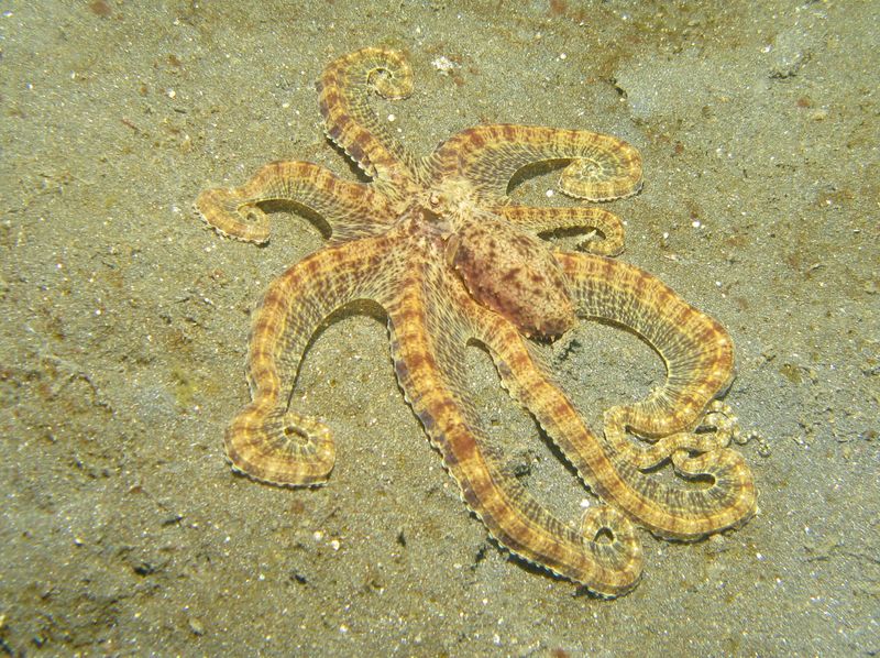 Giant Cuttlefish