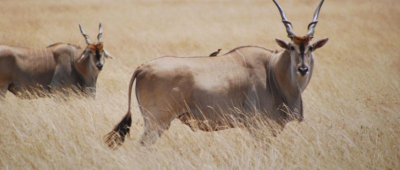 Giant Eland