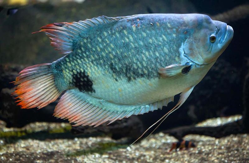 Giant Gourami