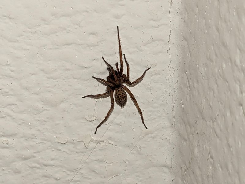 Giant House Spider in Montana