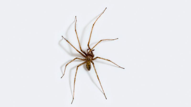 Giant House Spider in Washington