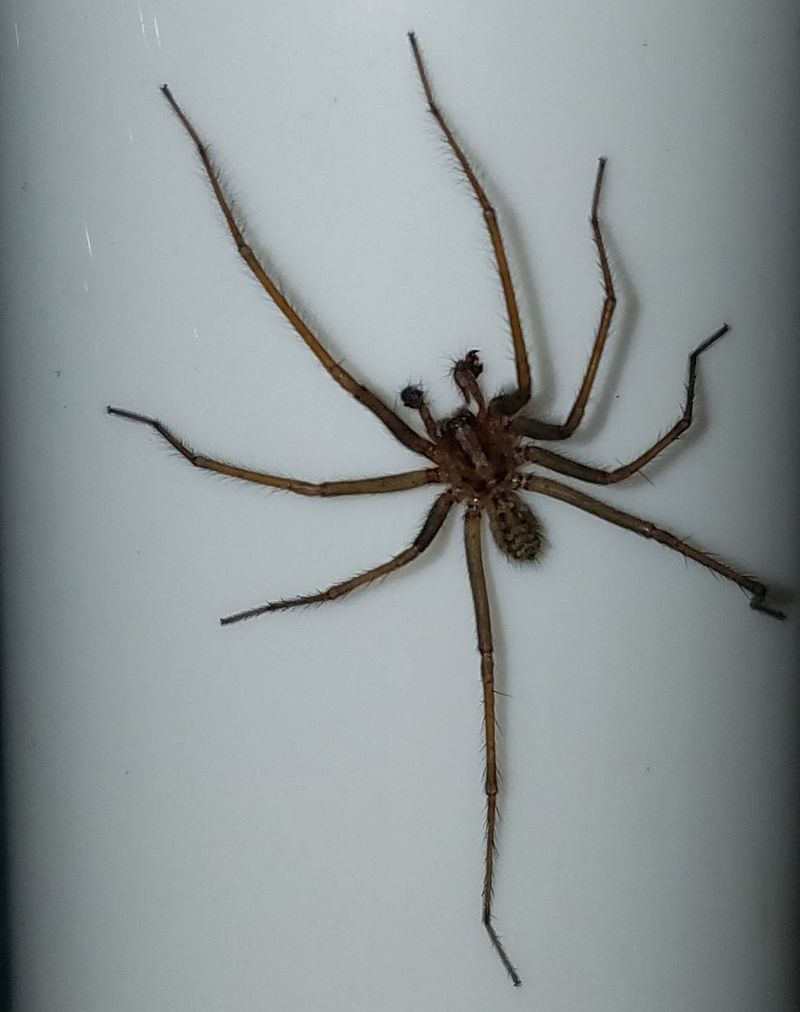 Giant House Spider