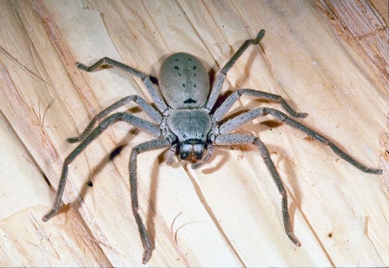 Giant Huntsman Spider