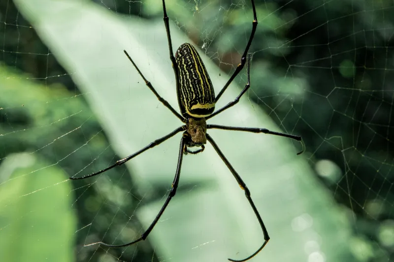 Giant Huntsman in Alabama