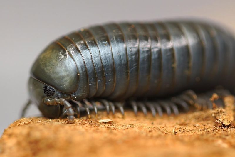 Giant Isopod