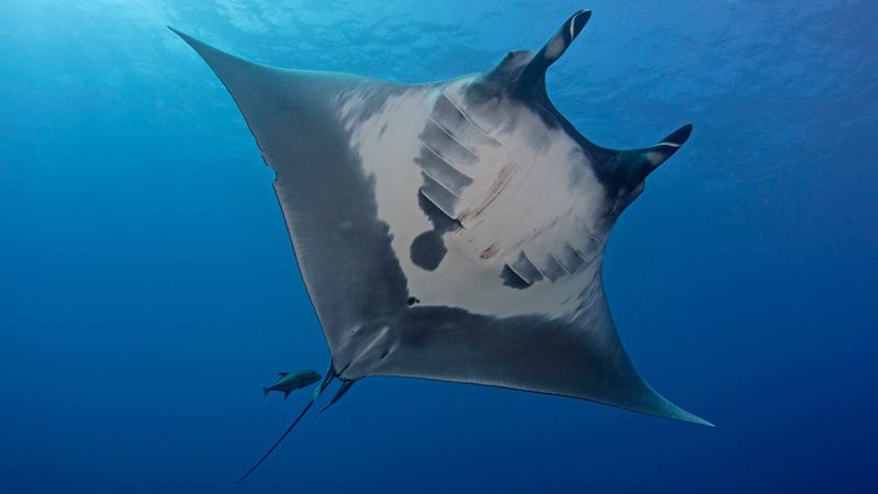 Giant Oceanic Manta Ray