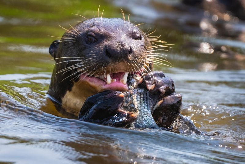 Giant Otter