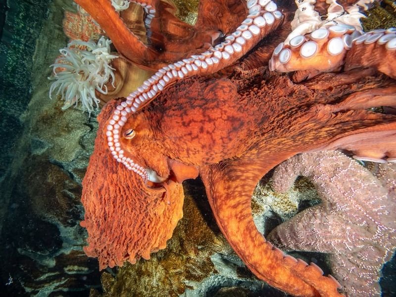 Giant Pacific Octopus