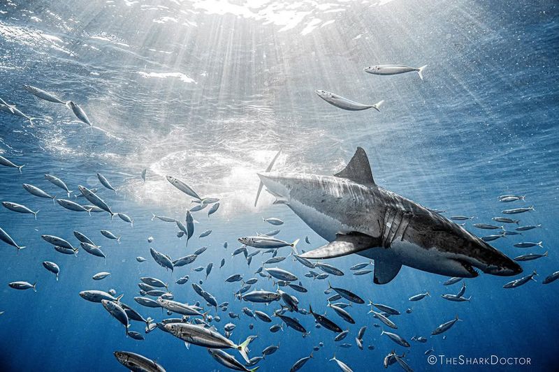 Sharks (Great White Shark)