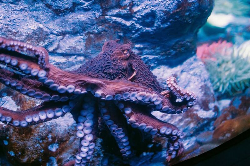 Giant Pacific Octopus