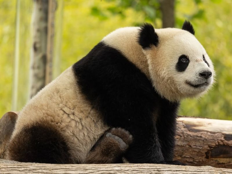 Giant Panda