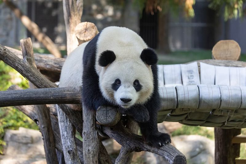 Giant Panda