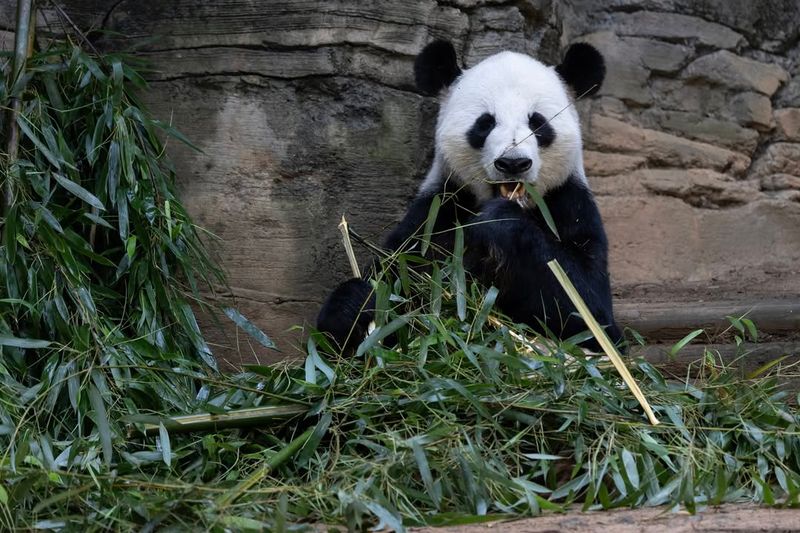 Giant Panda