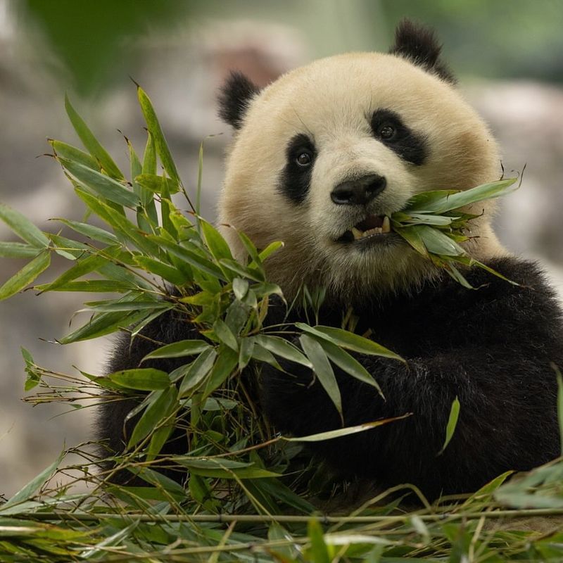 Giant Panda