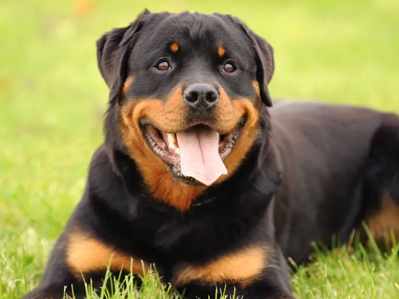 Rottweiler