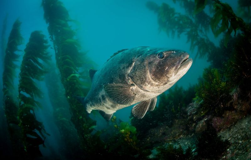 Giant Sea Bass