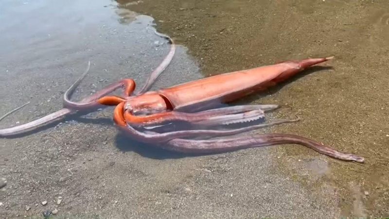 Giant Squid