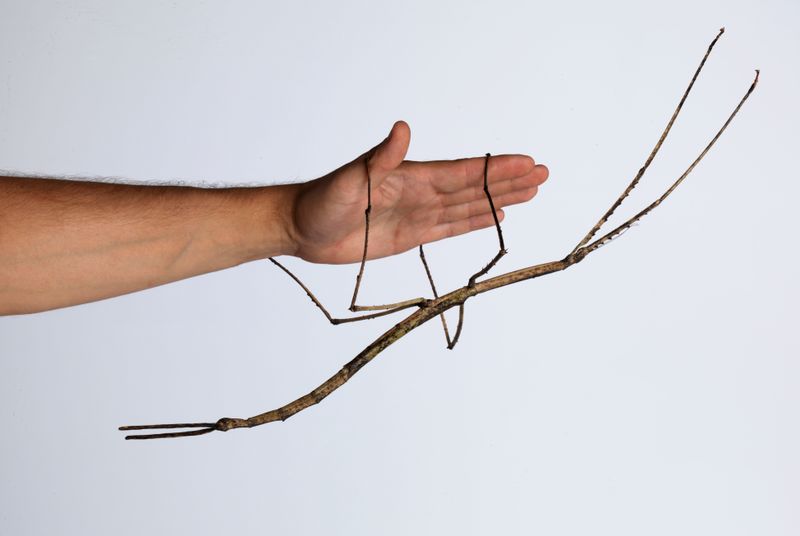 Giant Stick Insect