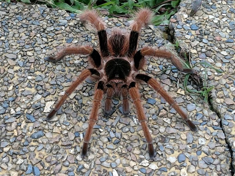 Giant Tarantula