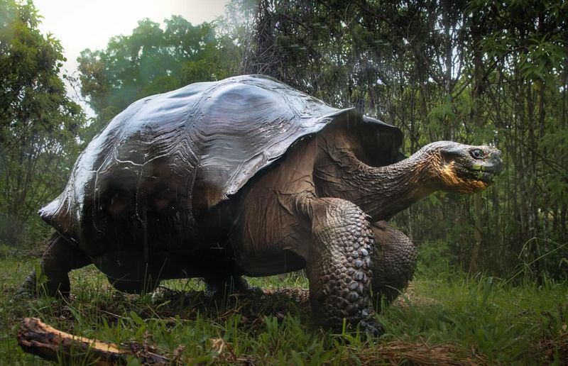 Giant Tortoise