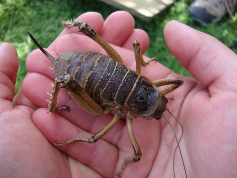 Giant Weta