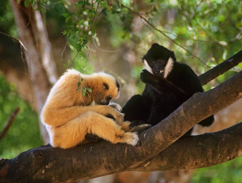 Gibbons