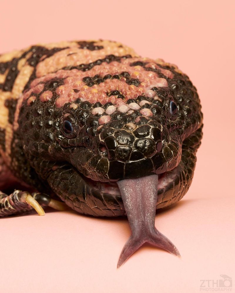 Gila Monster’s Sense of Smell