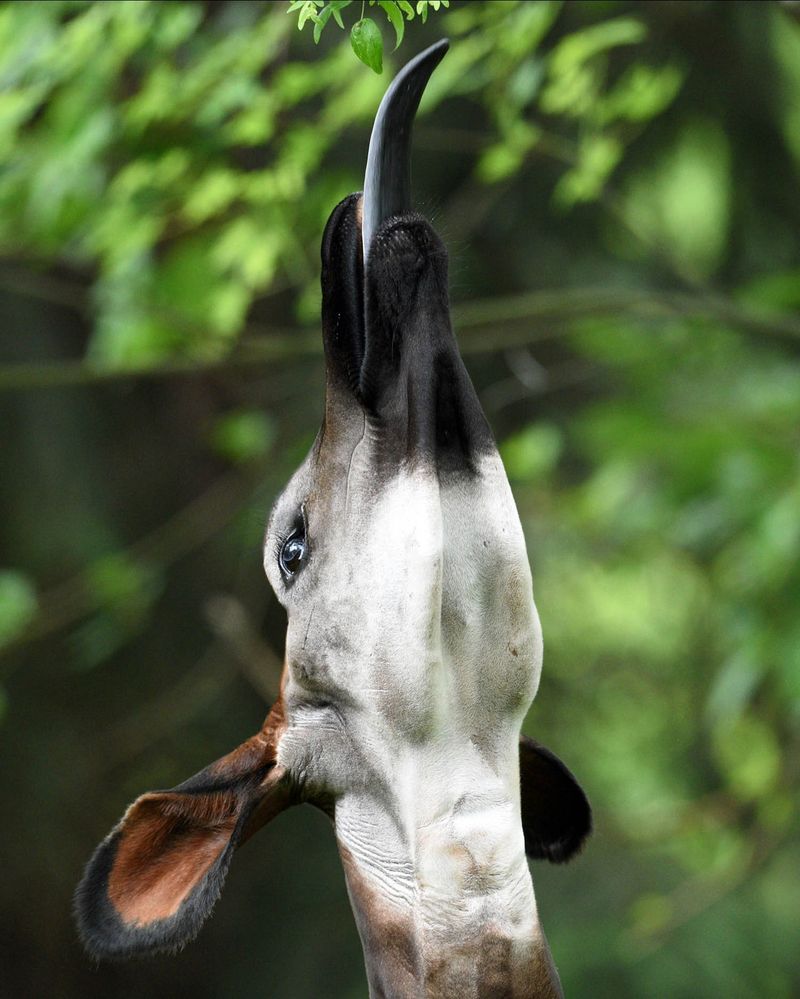 Giraffe Tongue Twisting