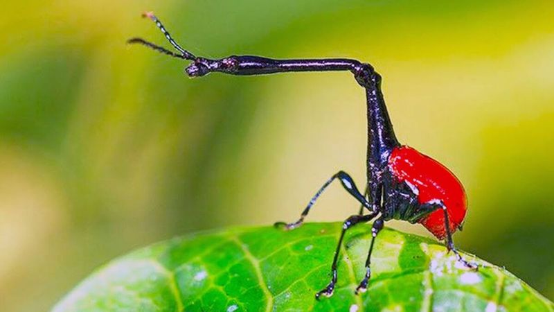 Giraffe Weevil