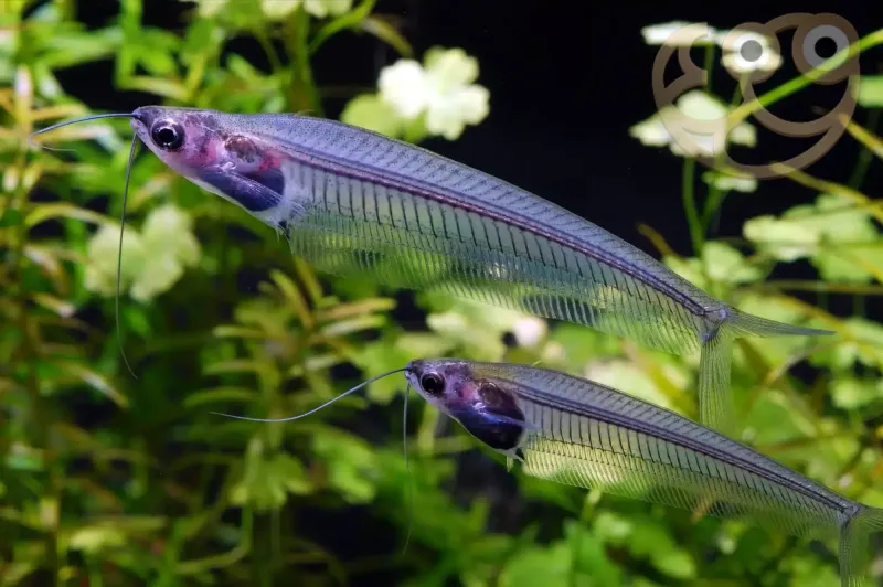 Glass Catfish