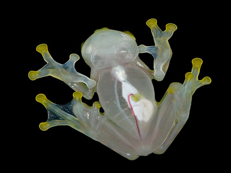 Glass Frog