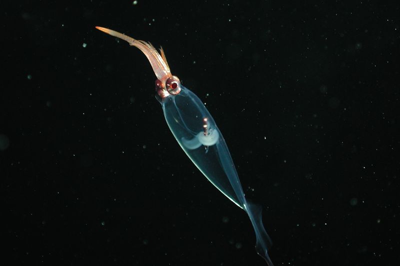 Glass Squid