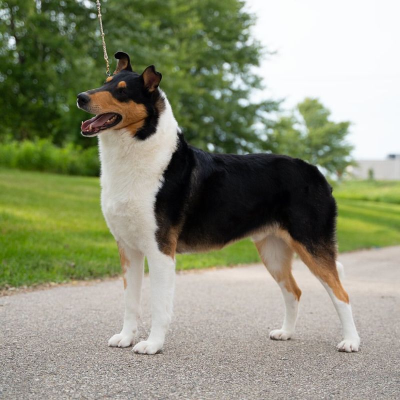 Smooth Collie