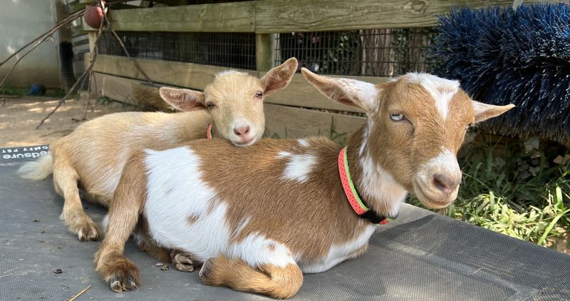 Goats Are Loud And Social