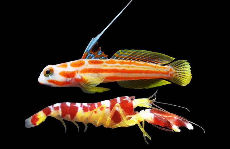 Gobies and Pistol Shrimp